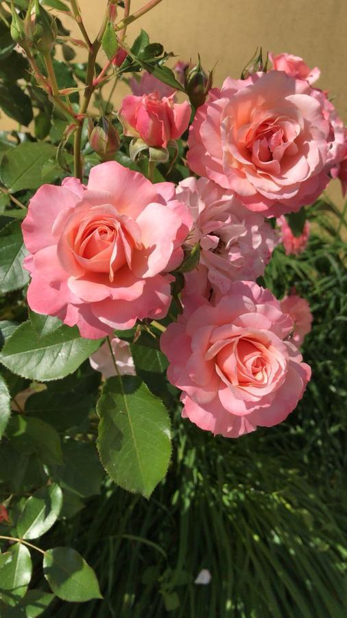 Villa Rosella Resort Roseto Degli Abruzzi Zewnętrze zdjęcie